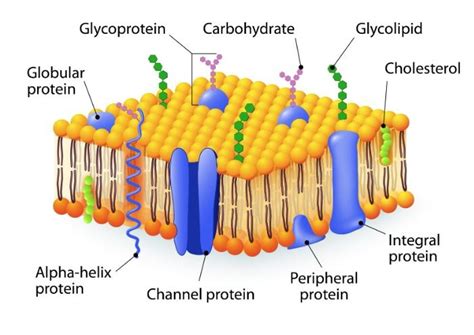 Biology Unit 3 Cell Membrane Diagram Diagram | Quizlet