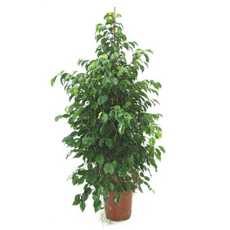 Pianta Ficus Benjamin