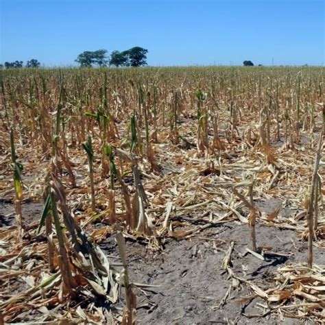 Declaran Emergencia Agropecuaria En Tucum N Por La Sequ A Filo News