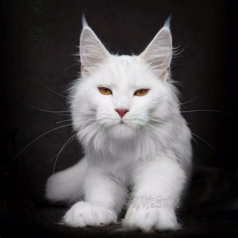 Ce photographe présente la beauté majestueuse des Maine coons 33