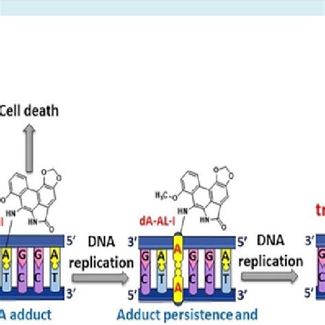 Showing DNA Adduct formation and its effect [14]. | Download Scientific Diagram