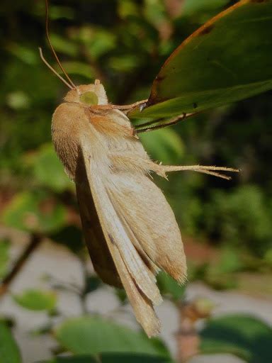 Corn Earworm Helicoverpa Zea Bugguidenet