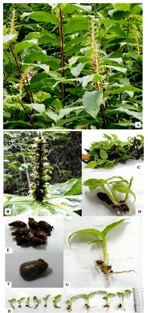 Viviparous germination in Hedychium elatum A: Hedychium elatum plants ...