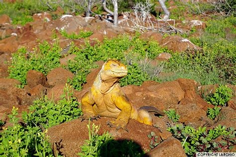 Galapagos Island Cruise Prices 2023 - GalapagosInformation.com Blog