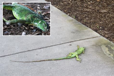 Frozen Iguanas Falling Down On Pools Cars And People In Unseasonably