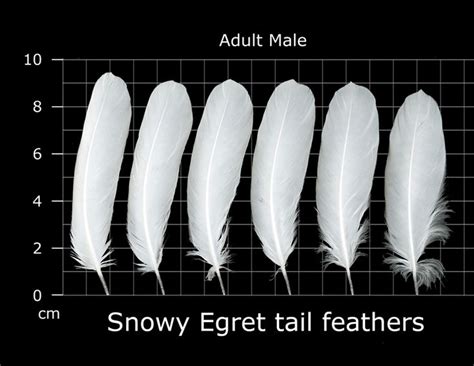 The Feather Atlas Feather Identification And Scans Feather Feather