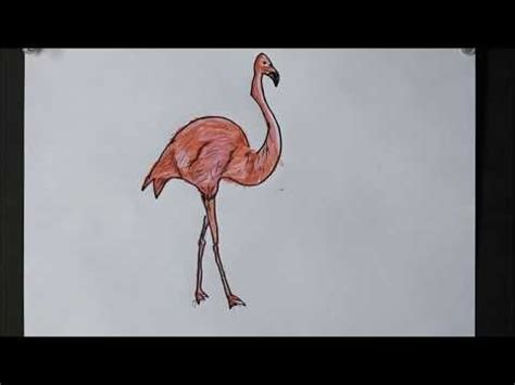 Using These Easy Steps We Will To Draw A Pink Flamingo At The End Of