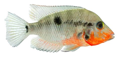 Firemouth Cichlid Care Guide - Diet, Breeding & More