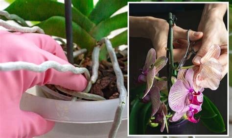 Houseplants: Simple way to ‘encourage’ your ‘delicate’ orchid to ‘re ...