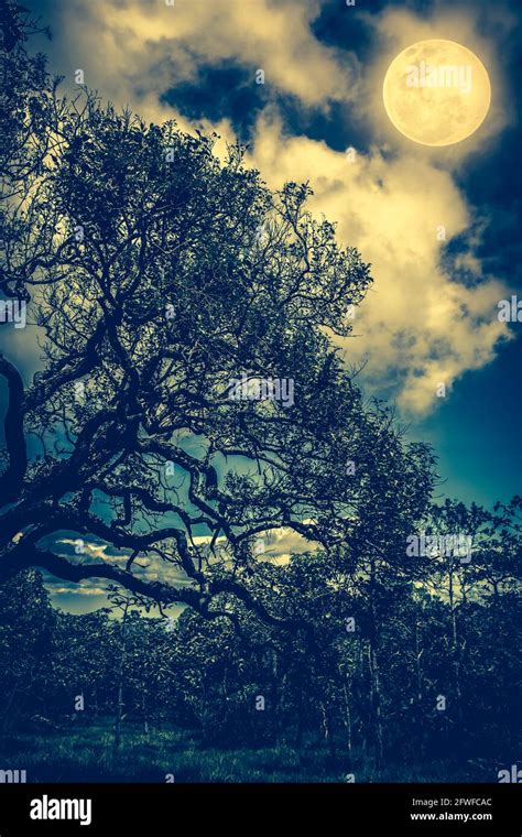 Silhouette of the branches of trees against sky with bright full moon ...