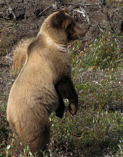 Grizzly Bear Standing Up - Viewing Gallery