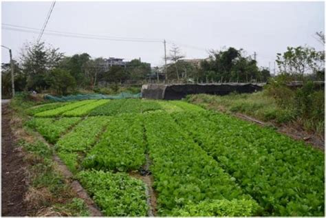 全面推进乡村振兴（1172期）丨深入田间地头 海口美兰区组织农技专家为农户“送温暖”澎湃号·媒体澎湃新闻 The Paper