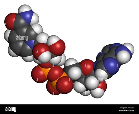 Nicotinamide Adenine Dinucleotide Nad Coenzyme Molecule Important