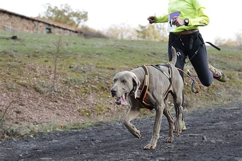 Why dog harness is important while training your dog