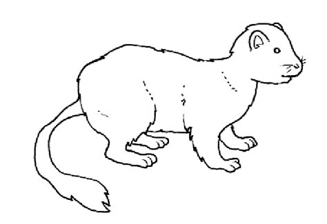 Ermine Coloring Page Animals Town Animals Color Sheet Ermine