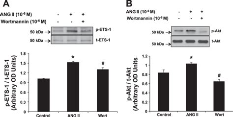 Pi K Akt Is Involved In Ang Ii Induced Ets Phosphorylation Sixty To