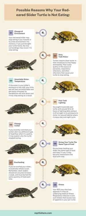 Why Won T My Red Eared Slider Eat Understand Common Reasons And Find