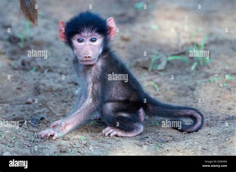 Baby chacma baboon, Papio ursinus, playing on ground in Kruger Park ...