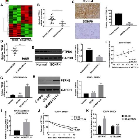 Mettl Dependent M A Modification Regulated The Expression Of Ptpn