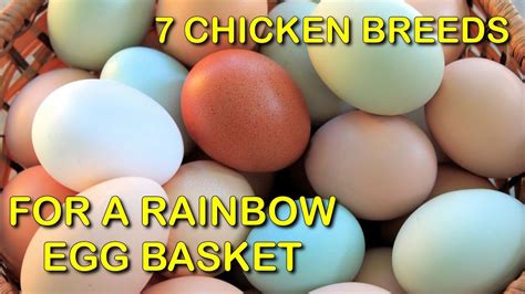 7 Chicken Breeds For A Rainbow Egg Basket Bonus Video Youtube