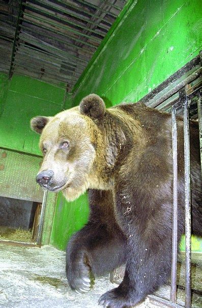 Worlds Oldest Brown Bear Dies In Russian Zoo Cn