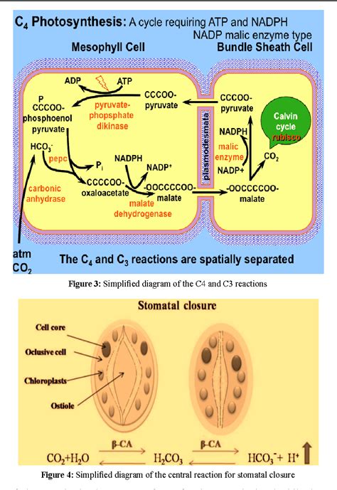 Figure 2 From Carbonic Anhydrase Mechanism Structure And Importance