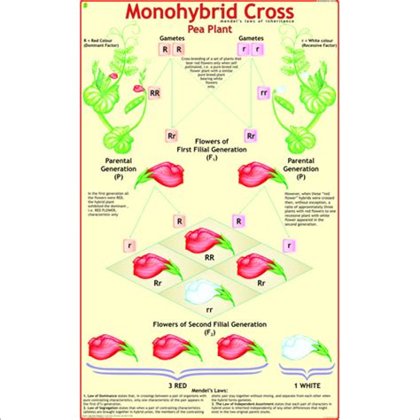 Monohybrid Cross Chart Dimensions X Centimeter Cm At Best