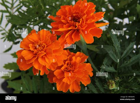 Marigold Tagetes Sp Hi Res Stock Photography And Images Alamy