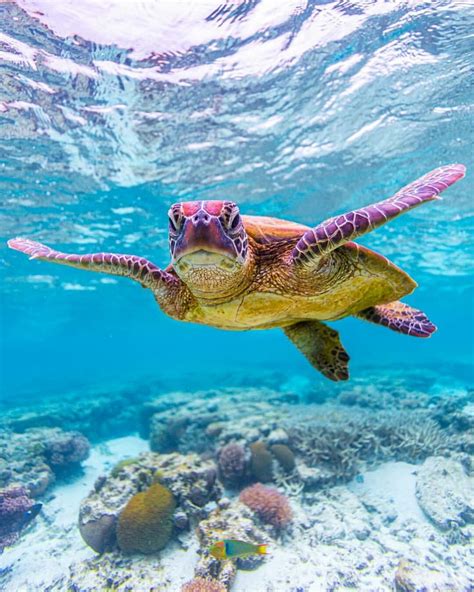 Cute Baby Sea Turtles In The Water