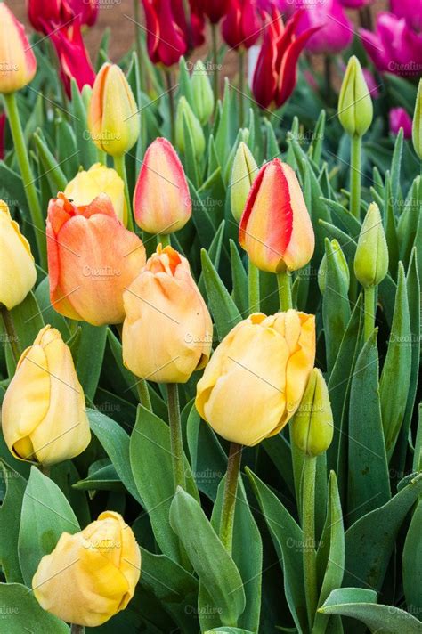 Spring Flowering Tulip Bulbs Containing Agriculture Spring And Agricultural Nature Stock