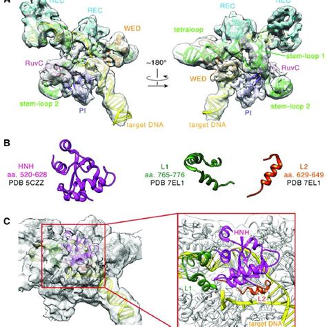 Cryo EM Structure Of SaCas9 SgRNA DNA Ternary Complex A The EM Based