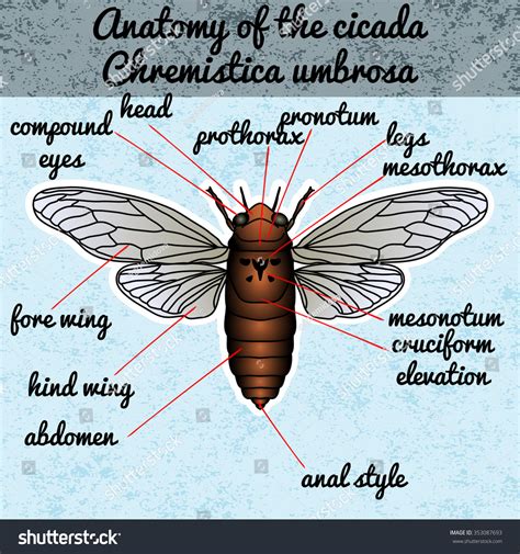 Insect Anatomy Sticker Cicada Cicadidae Chremistica Stock Vector ...