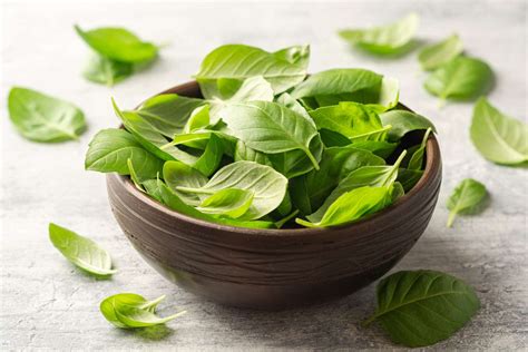 How To Store Fresh Basil Leaves Storables