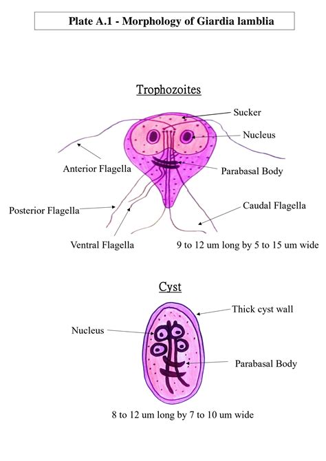 Solution Digital Plates Of Parasites Morphology And Life Cycle Studypool