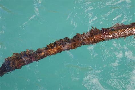 Within The Salish Sea Samish Divers Research Kelp Forests Cascade