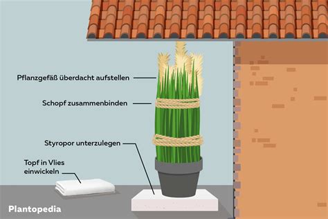 Pampasgras Im Herbst Zusammenbinden So Geht S