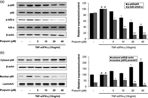 Effect of purpurin on TNF α IFN γ induced NF κB activation in HaCaT