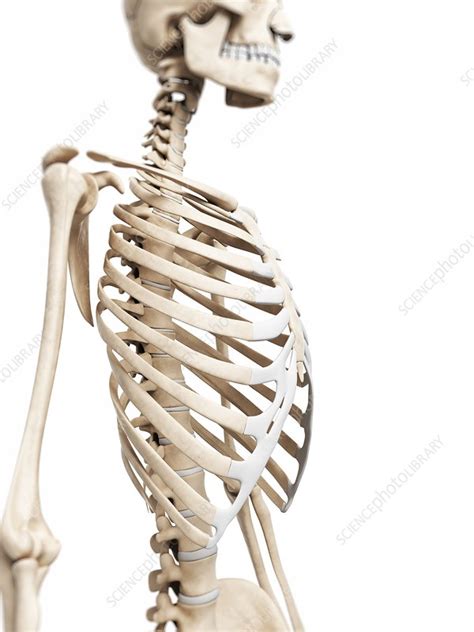 Human Skeletal System Artwork Stock Image F010 5725 Science