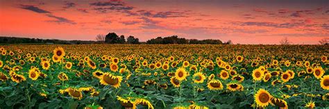 sunflower field flower and fields fine art photography | Emmanuel Fine ...