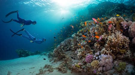 Scuba Diving The 4 Best Ocean Coral Reefs | Sheepshead.ca