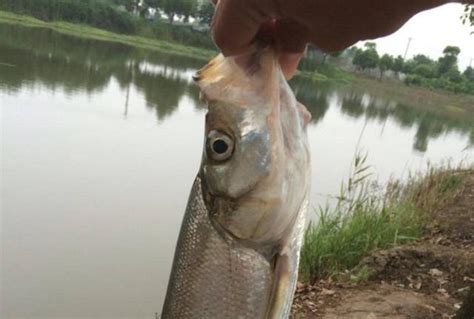 立秋過後，用這些技巧釣翹嘴魚，上魚又快又穩，簡直神了 每日頭條