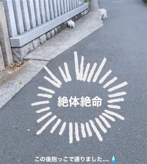 散歩中の柴犬が絶体絶命！ 行く手を阻む白いギャング団「なんやコラ」「やるんかコラ」この後どうなった？｜まいどなニュース