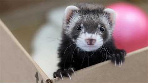 Cute Ferret Wallpaper (72+ images)