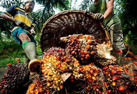 Industri Sawit Masih Terlilit Persoalan Lingkungan Dan HAM Pemerintah