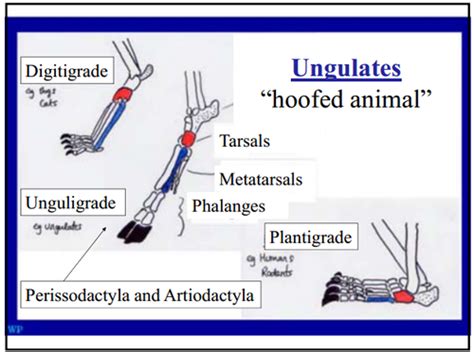 Even Toed Ungulates Flashcards Quizlet