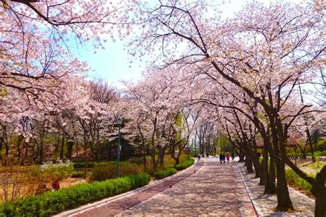 Korea Cherry Blossom Festival 2022 - IVisitKorea