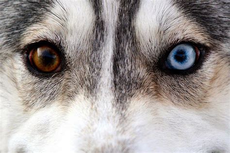 Husky With Different Colored Eyes