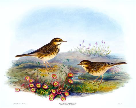 Meadow Pipit Or Titlark Antique Bird Print Birds Of Great Britain