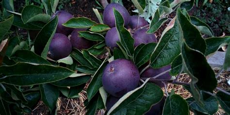 Photos Of Ghost Apples Are Going Viral But What Are Off