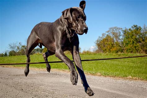 Do Great Danes Jump Fences? - Great Dane Care